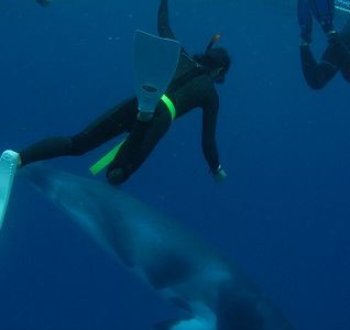 diving with whales